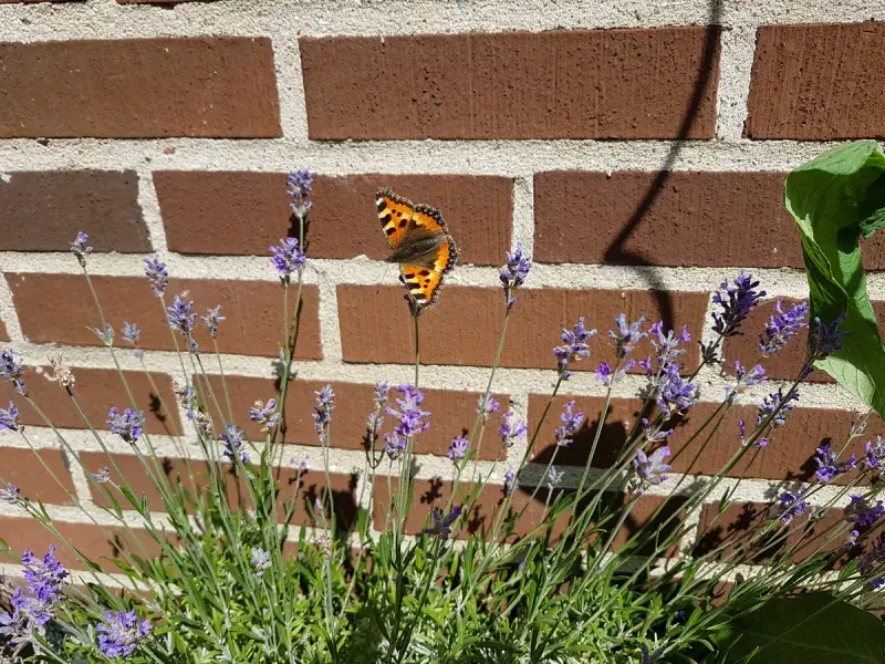 A butterfly sunning itself on our lavender bush in the garden.