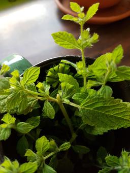 A freshly brewing cup of Melissa Officinalis tea with a large sprig filling the tea cup!