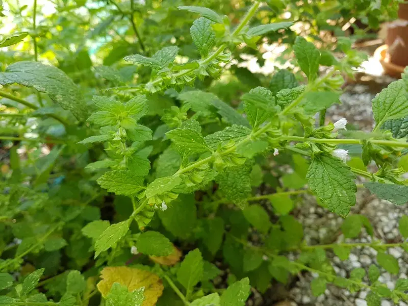 Melissa Officinalis growing from a crack in our terrace.